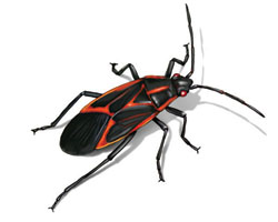 1259boxelderbug